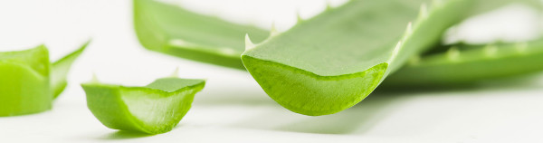 Unikalna agawa w Twojej apteczce